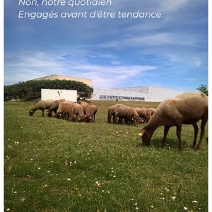 🌿 Chez Velecta® Paris, nous croyons fermement en un avenir durable. C'est pourquoi nous avons intégré l'éco-pâturage dans notre démarche éco-responsable depuis 2017, bien avant que cela ne devienne une tendance. En privilégiant les circuits courts et en simplifiant nos packagings, nous nous engageons à réduire notre empreinte environnementale et à lutter contre le gaspillage. Ensemble, faisons le choix d'une consommation plus respectueuse de notre planète ! 🌍💚 #VelectaParis #Velecta #sèchecheveux #fabriquéenFrance #EcoResponsable #EcoPâturage #CircuitsCourts